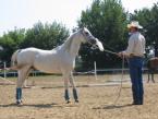 NATURAL HORSEMANSHIP - JEŹDZIECTWO NATURALNE odc.VIII : Metody naturalne w rozwiązywaniu problemów z narowami