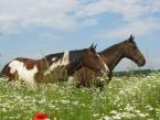 NATURAL HORSEMANSHIP - JEŹDZIECTWO NATURALNE odc. X : Natural a bat i palcat