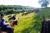 Wild, wild horses roundup