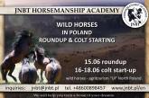 Wild Horses Roundup and Start Up adventure