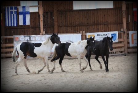 Markiza, Corida i Kendy surowe klacze przed konkursem