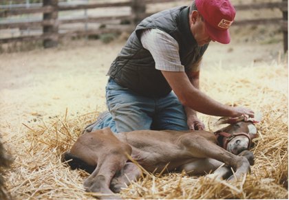 foal imprinting 50 years