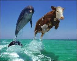 delfin i krowa